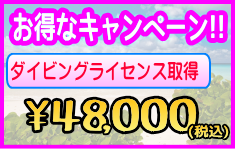 千葉のダイビングライセンス取得を格安で