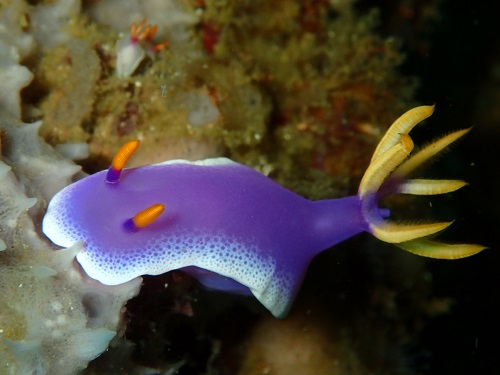 千葉のダイビングショップの写真