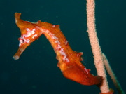 千葉、伊豆方面へのダイビングツアー写真１