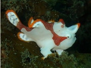 千葉、伊豆方面へのダイビングツアー写真４